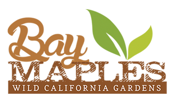 Bay Maples | California